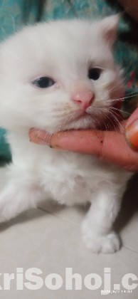 Traditional Persian cat